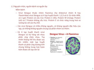3
1.2 Nguyên nhân, nguồn bệnh và nguồn lây
Mầm bệnh
‒ Virut Dengue thuộc nhóm Flavivirus (họ Arbovirut nhóm B hay
Flaviviridae) virut Dengue có 4 typ huyết thanh: 1,2,3 và 4. Có nhân ARN,
có 3 gen Protein có cấu trúc Protein C (lõi), Protein M (màng), Protein
(vỏ) và 7 Protein không cấu trúc. Protein E có chức năng trung hoà và
tương tác với các thụ thể.
‒ Các virut Dengue có nhiều kháng nguyên, có kháng nguyên đặc hiệu của
typ, có những kháng nguyên chung của phân nhóm và nhóm.
‒ Cả 4 typ huyết thanh virut
Dengue có họ hàng với nhau
phản ứng chéo nhau. Tuy
nhiên kháng thể thu được sau
khi nhiễm một typ huyết
thanh có phản ứng dương tính
nhưng không trung hoà hoàn
toàn được các typ còn lại
 