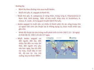 5
Đường lây
‒ Bệnh lây theo đường máu qua muỗi Aedes.
‒ Muỗi chủ yếu: A. aegypti ở thành thị.
‒ Muỗi thứ yếu: A. acbopictus ở nông thôn, trong rừng A. Polynesiensis ở
Nam thái bình dương. Một số loài muỗi khác như A. Scultellaris, A.
niveus, A. cooki…là trung gian truyền bệnh thứ yếu.
‒ Aedes aegypti là muỗi vằn, có nhiều ở thành phố, thị xã, sống trong nhà
và ngoài trời sinh sản thuận lợi ở những dụng cụ chứa muỗi nhân tạo
gần nhà.
‒ Nhiệt độ thuận lợi cho trứng muỗi phát triển là trên 260 C (11- 18 ngày)
ở nhiệt độ 32- 330 C chỉ cần 4-7 ngày.
‒ Muỗi Aedes aegypti ưa
đốt người, đốt dai, đốt
nhiều lần đến no máu thì
thôi, đốt người chủ yếu
vào ban ngày. Sau khi đốt
no máu, muỗi đậu ở nơi
tối, độ cao từ 2m trở
xuống, bay xa được 400m
 