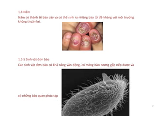 1.4 Nấm
Nấm có thành tế bào dày và có thể sinh ra những bào tử đề kháng với môi trường
không thuận lợi.
1.5 5 Sinh vật đơn bào
Các sinh vật đơn bào có khả năng vận động, có màng bào tương gấp nếp được và
có những bào quan phức tạp
7
 