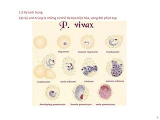 8
1.6 Ký sinh trùng
Các ký sinh trùng là những cơ thể đa bào biệt hóa, vòng đời phức tạp
 