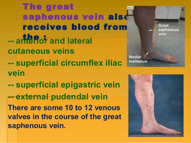 Blood vessel, Innervation and lymph system of lower limb