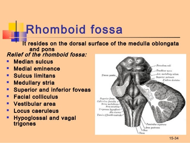 Structure of Rhombencephalon. Development of Brain.