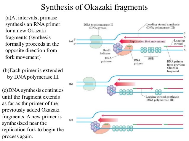dna rna okazaki fragment