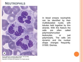 Histology of Blood. Lymphoid Tissue | PPTX