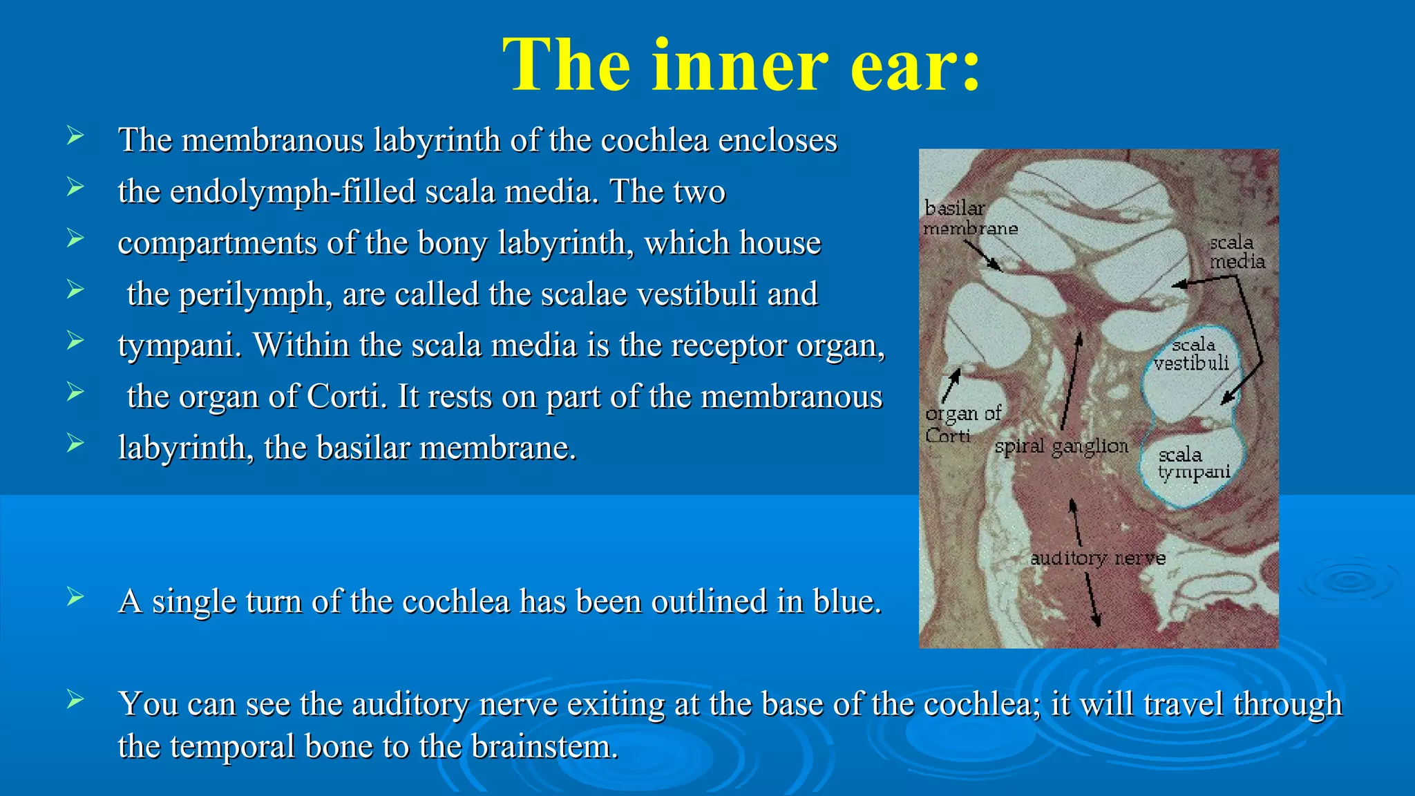 Histology of Sensory organs | PPT