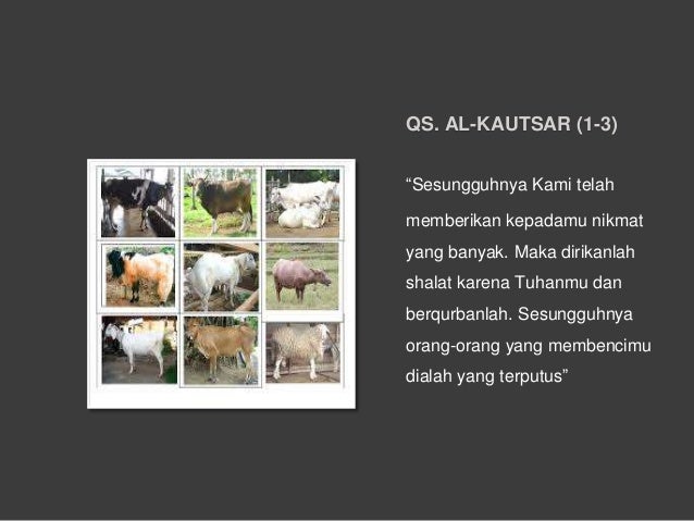 +62 81 859 2209 (XL), Jual Sapi Madura 2016, Sapi Qurban 