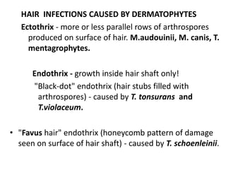 Superficial Mycoses | PPTX