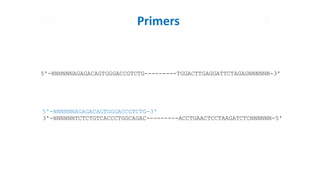 5'-NNNNNNAGAGACAGTGGGACCGTCTG---------TGGACTTGAGGATTCTAGAGNNNNNN-3'
3'-NNNNNNTCTCTGTCACCCTGGCAGAC---------ACCTGAACTCCTAAGATCTCNNNNNN-5'
Primers
5'-NNNNNNAGAGACAGTGGGACCGTCTG-3'
 