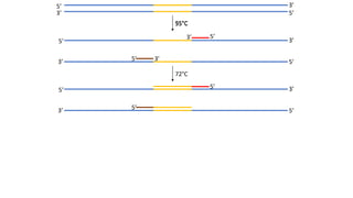 5’
5’3’
3’
95°C
5’
5’3’
3’
5’ 3’
5’3’
55°C
72°C
5’
5’3’
3’
5’
5’
 