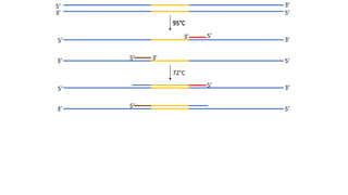 5’
5’3’
3’
95°C
5’
5’3’
3’
5’ 3’
5’3’
55°C
72°C
5’
5’3’
3’
5’
5’
 