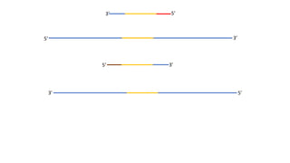 5’ 3’
5’3’
5’3’
3’5’
 