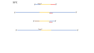 5’ 3’
5’3’
5’3’
3’5’
5’ 3’
5’ 3’
3’ 5’
3’ 5’
55°C
 
