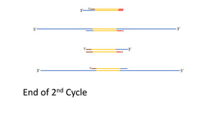 5’ 3’
5’3’
3’
3’5’
5’
5’
5’
5’
End of 2nd Cycle
 