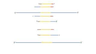 5’ 3’
3’
3’5’
5’
5’
5’
5’
3’
3’
3’
3’
5’
 