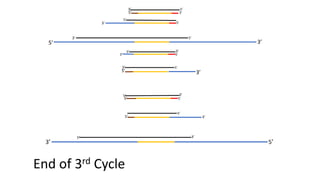 5’ 3’
3’
3’5’
5’
5’
5’
5’
3’
3’
3’
3’
5’
End of 3rd Cycle
5’
5’
5’
5’
5’
5’
5’
3’
3’
3’
3’
5’
3’
3’
 