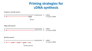 Priming strategies for
cDNA synthesis
 