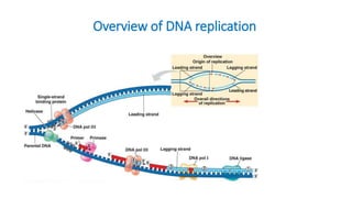 Overview of DNA replication
 