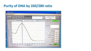 Purity of DNA by 260/280 ratio
 