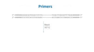 5'-NNNNNNAGAGACAGTGGGACCGTCTG---------TGGACTTGAGGATTCTAGAGNNNNNN-3'
3'-NNNNNNTCTCTGTCACCCTGGCAGAC---------ACCTGAACTCCTAAGATCTCNNNNNN-5'
Primers
Heat
95ºC
 