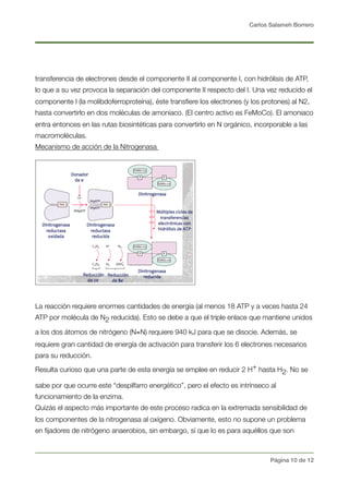 Carlos Salameh Borrero
transferencia de electrones desde el componente II al componente I, con hidrólisis de ATP,
lo que a su vez provoca la separación del componente II respecto del I. Una vez reducido el
componente I (la molibdoferroproteína), éste transﬁere los electrones (y los protones) al N2,
hasta convertirlo en dos moléculas de amoniaco. (El centro activo es FeMoCo). El amoniaco
entra entonces en las rutas biosintéticas para convertirlo en N orgánico, incorporable a las
macromoléculas.
Mecanismo de acción de la Nitrogenasa
La reacción requiere enormes cantidades de energía (al menos 18 ATP y a veces hasta 24
ATP por molécula de N2 reducida). Esto se debe a que el triple enlace que mantiene unidos
a los dos átomos de nitrógeno (N≡N) requiere 940 kJ para que se disocie. Además, se
requiere gran cantidad de energía de activación para transferir los 6 electrones necesarios
para su reducción.
Resulta curioso que una parte de esta energía se emplee en reducir 2 H+ hasta H2. No se
sabe por que ocurre este “despilfarro energético”, pero el efecto es intrínseco al
funcionamiento de la enzima. 
Quizás el aspecto más importante de este proceso radica en la extremada sensibilidad de
los componentes de la nitrogenasa al oxígeno. Obviamente, esto no supone un problema
en ﬁjadores de nitrógeno anaerobios, sin embargo, sí que lo es para aquéllos que son
Página ! de !10 12
 