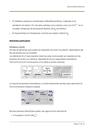 Carlos Salameh Borrero
El molibdeno participa en las llamadas molibdoﬂavoproteínas, implicadas en la
asimilación de nitratos. Por otro lado, participa como cofactor, junto con el Fe
++
, en el
complejo nitrogenasa de las bacterias ﬁjadoras de N
2
atmosférico.
El níquel participa en hidrogenasas, enzimas que captan o liberan H
2
.
Nutrientes particulares
Nitrógeno y Azufre
Se trata de elementos que pueden ser adquiridos de modo muy distinto, dependiendo del
tipo de bacteria que se considere. 
Los elementos N y S (que requieren todos los seres vivos) pueden ser captados por las
bacterias de modos muy distintos, dependiendo de sus capacidades biosintéticas.
Tanto el N como el S se encuentran en la célula en estado reducido:
La mayoría de bacterias fotosintéticas y muchas heterotrofas asimilan estos elementos en
forma combinada inorgánica oxidada:
Muchas bacterias heterotrofas pueden usar alguna forma reducida de:
• N inorgánico: amonio (NH
4
+
)
Página ! de !7 12
 