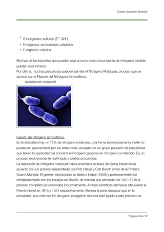 Carlos Salameh Borrero
• S inorgánico: sulfuros (S
=
, SH
-
)
• N orgánico: aminoácidos, péptidos
• S orgánico: cisteína.
Muchas de las bacterias que pueden usar amonio como única fuente de nitrógeno también
pueden usar nitratos.
Por último, muchos procariotas pueden asimilar el Nitrógeno Molecular, proceso que se
conoce como Fijación del Nitrógeno Atmosférico.
Azotobacter vinelandii
Fijación de nitrógeno atmosférico
En la atmósfera hay un 75% de nitrógeno molecular, una forma extremadamente inerte no
puede ser aprovechada por los seres vivos, excepto por un grupo pequeño de procariotas
que tienen la capacidad de convertir el nitrógeno gaseoso en nitrógeno combinado. Es un
proceso exclusivamente restringido a ciertos procariotas.
La reducción de nitrógeno molecular hasta amoniaco se hace de forma industrial de
acuerdo con un proceso desarrollado por Fritz Haber y Carl Bosch antes de la Primera
Guerra Mundial. El germen del proceso se debe a Haber (1909) y posteriormente fue
complementado con los trabajos de Bosch, de manera que alrededor de 1910-1915 el
proceso completo ya funcionaba industrialmente. Ambos cientíﬁcos alemanes obtuvieron el
Premio Nobel en 1918 y 1931 respectivamente. Merece la pena destacar que en la
actualidad, que más del 1% del gasto energético mundial está ligado a este proceso de
Página ! de !8 12
 