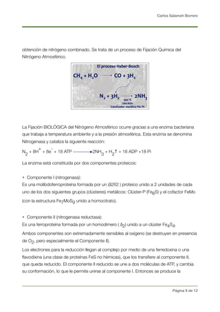 Carlos Salameh Borrero
obtención de nitrógeno combinado. Se trata de un proceso de Fijación Química del
Nitrógeno Atmosférico.
La Fijación BIOLÓGICA del Nitrógeno Atmosférico ocurre gracias a una enzima bacteriana
que trabaja a temperatura ambiente y a la presión atmosférica. Esta enzima se denomina
Nitrogenasa y cataliza la siguiente reacción:
N
2
+ 8H
+
+ 8e
-
+ 18 ATP 2NH
3
+ H
2
↑ + 18 ADP +18 Pi
La enzima está constituida por dos componentes proteicos:
• Componente I (nitrogenasa):
Es una molibdoferroproteína formada por un (å2ß2 ) proteico unido a 2 unidades de cada
uno de los dos siguientes grupos (clústeres) metálicos: Clúster-P (Fe6S) y el cofactor FeMo
(con la estructura Fe7MoS9 unido a homocitrato).
• Componente II (nitrogenasa reductasa):
Es una ferroproteína formada por un homodímero ( å2) unido a un clúster Fe4S4. 
Ambos componentes son extremadamente sensibles al oxígeno (se destruyen en presencia
de O2, pero especialmente el Componente II).
Los electrones para la reducción llegan al complejo por medio de una ferredoxina o una
ﬂavodixina (una clase de proteínas FeS no hémicas), que los transﬁere al componente II,
que queda reducido. El componente II reducido se une a dos moléculas de ATP, y cambia
su conformación, lo que le permite unirse al componente I. Entonces se produce la
Página ! de !9 12
 