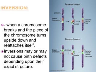 - when a chromosome
breaks and the piece of
the chromosome turns
upside down and
reattaches itself.
Inversions may or may
not cause birth defects
depending upon their
exact structure.
 