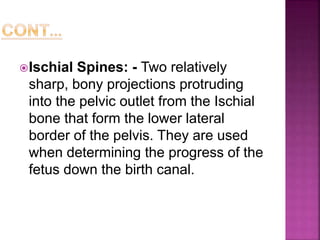 Ischial Spines: - Two relatively
sharp, bony projections protruding
into the pelvic outlet from the Ischial
bone that form the lower lateral
border of the pelvis. They are used
when determining the progress of the
fetus down the birth canal.
 