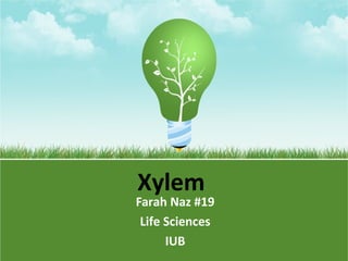 Xylem
Farah Naz #19
Life Sciences
IUB
 