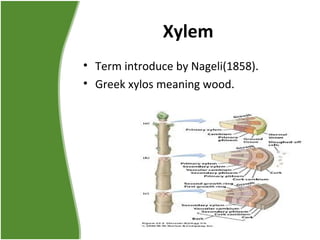 Xylem
• Term introduce by Nageli(1858).
• Greek xylos meaning wood.
 