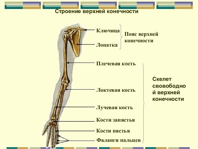 Скелет верхней конечности птицы