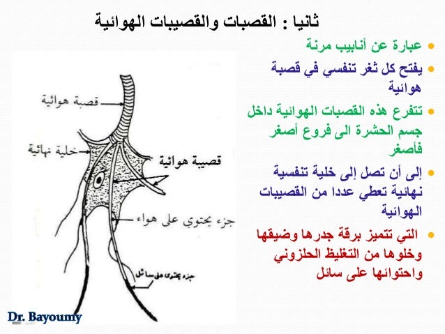 Lect 8 General Entomology Circulatory System Respiratory System
