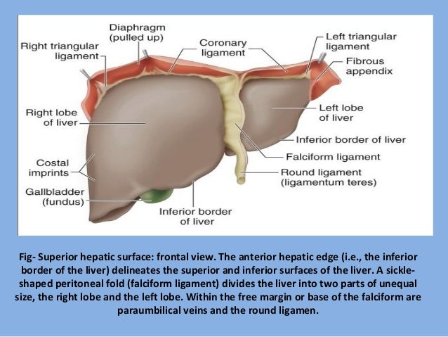 8 Liver Transplant Dr Harsimran Walia