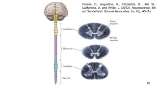 10
Purves, D., Augustine, G., Fitzpatrick, D., Hall, W.,
LaMantina, A. and White, L. (2012). Neuroscience. 5th
ed. Sunderland: Sinauer Associates, Inc. Fig. A5 (A)
 