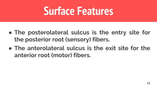 12
Surface Features
● The posterolateral sulcus is the entry site for
the posterior root (sensory) fibers.
● The anterolateral sulcus is the exit site for the
anterior root (motor) fibers.
 