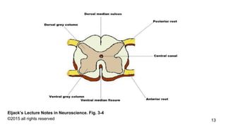 13
Eljack’s Lecture Notes in Neuroscience. Fig. 3-4
©2015 all rights reserved
 