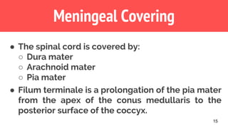 15
Meningeal Covering
● The spinal cord is covered by:
○ Dura mater
○ Arachnoid mater
○ Pia mater
● Filum terminale is a prolongation of the pia mater
from the apex of the conus medullaris to the
posterior surface of the coccyx.
 