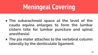 16
Meningeal Covering
● The subarachnoid space at the level of the
cauda equina enlarges to form the lumbar
cistern (site for lumbar puncture and spinal
anesthesia).
● The pia mater attaches to the vertebral column
laterally by the denticulate ligament.
 