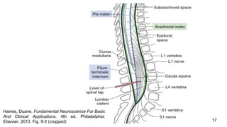 17
Haines, Duane. Fundamental Neuroscience For Basic
And Clinical Applications. 4th ed. Philadelphia:
Elsevier, 2013. Fig. 9-2 (cropped)
 