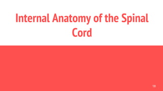 18
Internal Anatomy of the Spinal
Cord
 