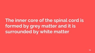 19
The inner core of the spinal cord is
formed by grey matter and it is
surrounded by white matter
 
