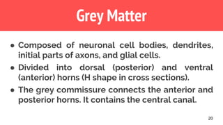 Grey Matter
20
● Composed of neuronal cell bodies, dendrites,
initial parts of axons, and glial cells.
● Divided into dorsal (posterior) and ventral
(anterior) horns (H shape in cross sections).
● The grey commissure connects the anterior and
posterior horns. It contains the central canal.
 