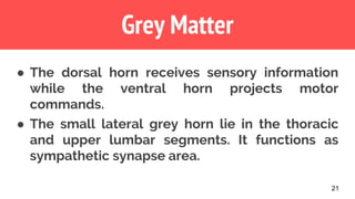 21
Grey Matter
● The dorsal horn receives sensory information
while the ventral horn projects motor
commands.
● The small lateral grey horn lie in the thoracic
and upper lumbar segments. It functions as
sympathetic synapse area.
 