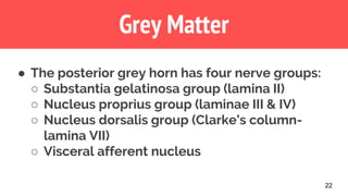 22
Grey Matter
● The posterior grey horn has four nerve groups:
○ Substantia gelatinosa group (lamina II)
○ Nucleus proprius group (laminae III & IV)
○ Nucleus dorsalis group (Clarke’s column-
lamina VII)
○ Visceral afferent nucleus
 