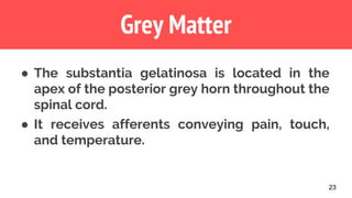 23
Grey Matter
● The substantia gelatinosa is located in the
apex of the posterior grey horn throughout the
spinal cord.
● It receives afferents conveying pain, touch,
and temperature.
 