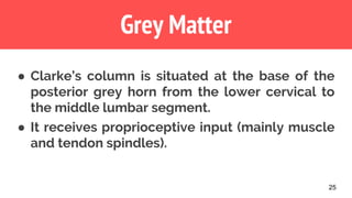 25
Grey Matter
● Clarke’s column is situated at the base of the
posterior grey horn from the lower cervical to
the middle lumbar segment.
● It receives proprioceptive input (mainly muscle
and tendon spindles).
 