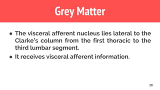 26
Grey Matter
● The visceral afferent nucleus lies lateral to the
Clarke’s column from the first thoracic to the
third lumbar segment.
● It receives visceral afferent information.
 
