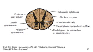 27
Snell, R.S. Clinical Neuroanatomy. (7th ed.). Philadelphia: Lippincott Williams &
Wilkins; 2010. Fig. 4-6 (cropped)
 