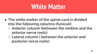 White Matter
29
● The white matter of the spinal cord is divided
into the following columns (funiculi):
○ Anterior column (between the midline and the
anterior nerve roots)
○ Lateral column ( between the anterior and
posterior nerve roots)
 